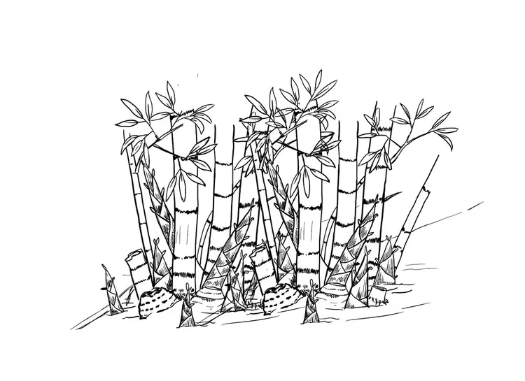 Ta'ang (Rumai) Stories 